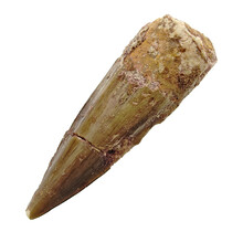 Real dinosaur tooth from a Spinosaurus