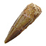 Real dinosaur tooth from a Spinosaurus