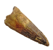Real dinosaur tooth from a Spinosaurus