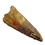 Real dinosaur tooth from a Spinosaurus