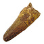 Real dinosaur tooth from a Spinosaurus
