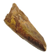 Echte dinosaurus tand van de spinosaurus