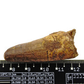 Echt Dinosaurier Zahn spinosaurus