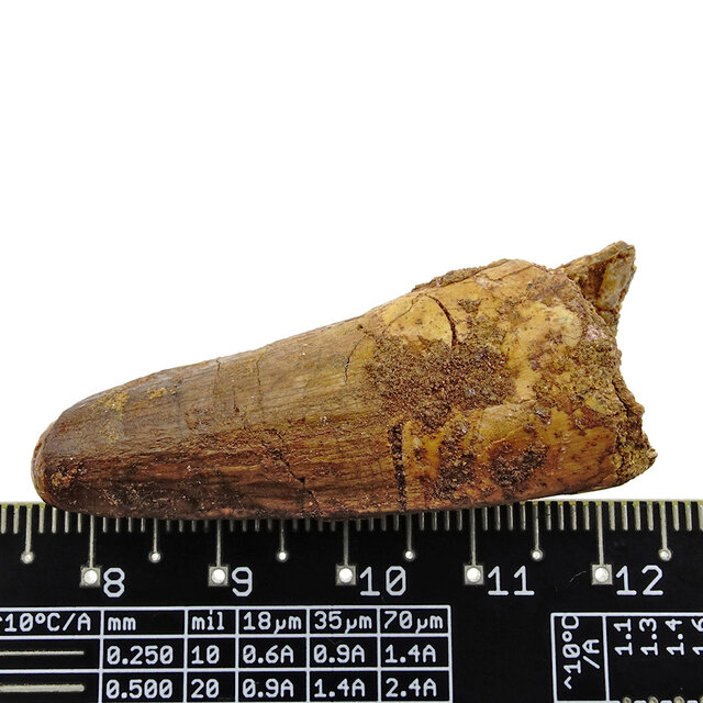 Echt Dinosaurier Zahn spinosaurus