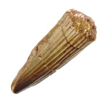 Echte dinosaurus tand van de spinosaurus