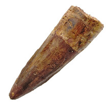 Real dinosaur tooth from a Spinosaurus