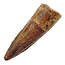 Real dinosaur tooth from a Spinosaurus