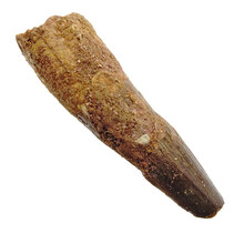 Real dinosaur tooth from a Spinosaurus