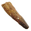 Real dinosaur tooth from a Spinosaurus