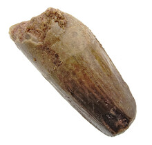 Real dinosaur tooth from a Spinosaurus