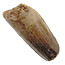 Real dinosaur tooth from a Spinosaurus