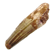 Real dinosaur tooth from a Spinosaurus
