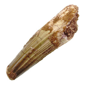 Spinosaurus tooth