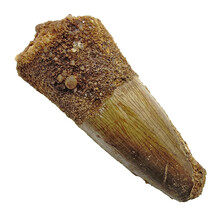 Real dinosaur tooth from a Spinosaurus