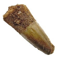 Spinosaurus tooth