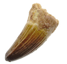 Real dinosaur tooth from a Spinosaurus