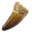 Real dinosaur tooth from a Spinosaurus