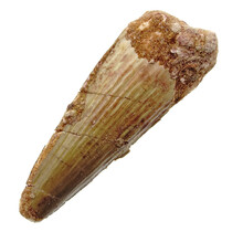 Echt Dinosaurier Zahn spinosaurus