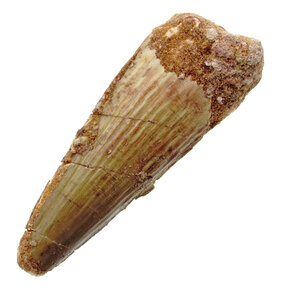Spinosaurus tand