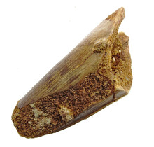Real dinosaur tooth from a Spinosaurus