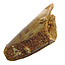 Real dinosaur tooth from a Spinosaurus