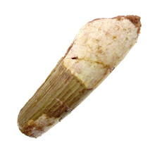 Real dinosaur tooth from a Spinosaurus