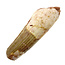 Real dinosaur tooth from a Spinosaurus