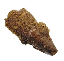 Real dinosaur tooth from a Spinosaurus
