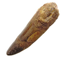 Echte dinosaurus tand van de spinosaurus