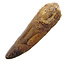Real dinosaur tooth from a Spinosaurus