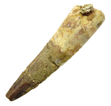 Real dinosaur tooth from a Spinosaurus