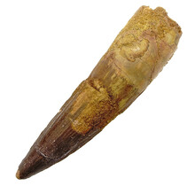 Real dinosaur tooth from a Spinosaurus