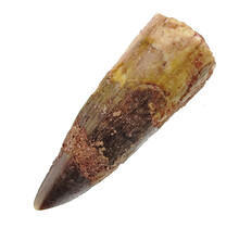 Real dinosaur tooth from a Spinosaurus