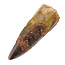 Real dinosaur tooth from a Spinosaurus