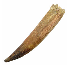 Real dinosaur tooth of the spinosaurus 9,5 cm
