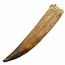 Real dinosaur tooth of the spinosaurus 9,5 cm