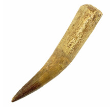 Echter Dinosaurierzahn des Spinosaurus 9,5 cm