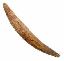 Real dinosaur tooth of the spinosaurus 10 cm