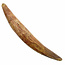 Echter Dinosaurierzahn des Spinosaurus 10 cm