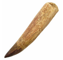 Echter Dinosaurierzahn des Spinosaurus 9,5 cm