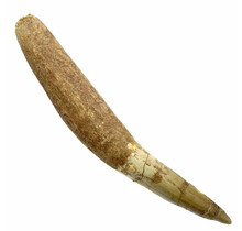 Real dinosaur tooth of the spinosaurus 10,5 cm
