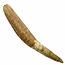 Echter Dinosaurierzahn des Spinosaurus 10,5 cm