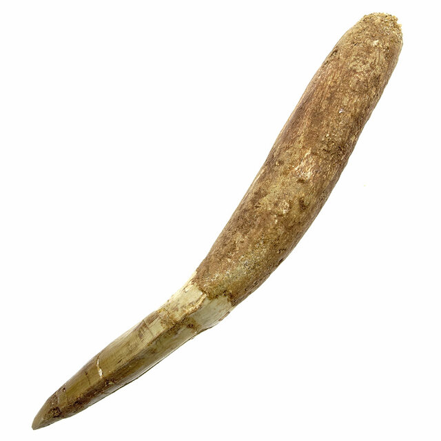 Echter Dinosaurierzahn des Spinosaurus 10,5 cm