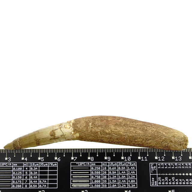 Echter Dinosaurierzahn des Spinosaurus 10,5 cm