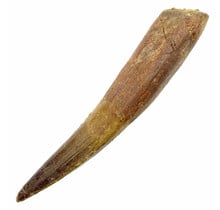 Echte dinosaurus tand van de spinosaurus 10 cm