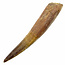 Real dinosaur tooth of the spinosaurus 10 cm