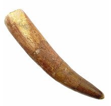 Real dinosaur tooth of the spinosaurus 10 cm