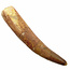 Real dinosaur tooth of the spinosaurus 10 cm