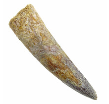 Real dinosaur tooth of the spinosaurus 8 cm