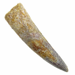 Spinosaurus tooth